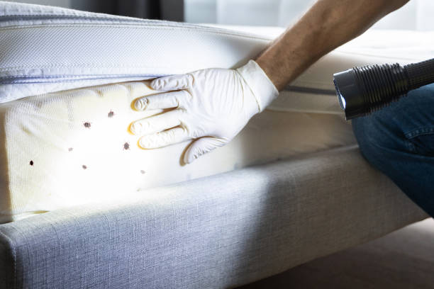 Best Pest Control for Homes  in Lovington, NM